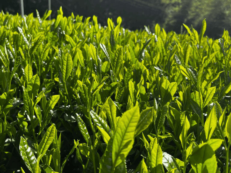Cultivar Matcha Yabukita dan Okumidori: Komparasi Karakteristik Rasa Daun Teh Jepang