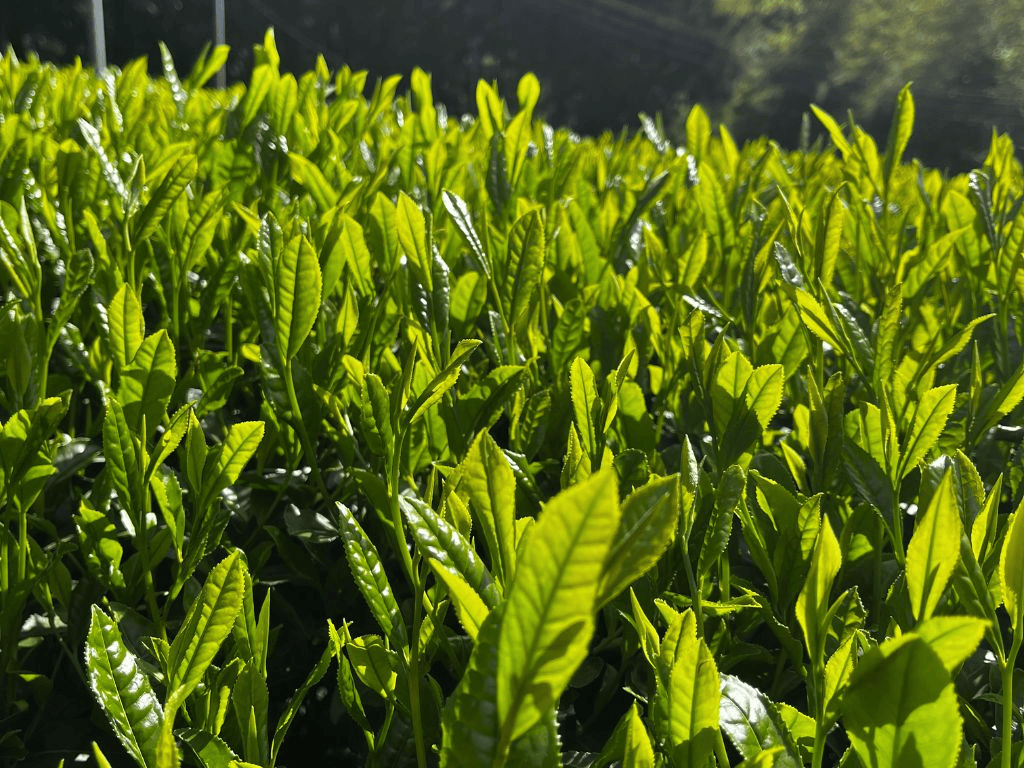 Cultivar Matcha Yabukita dan Okumidori: Komparasi Karakteristik Rasa Daun Teh Jepang